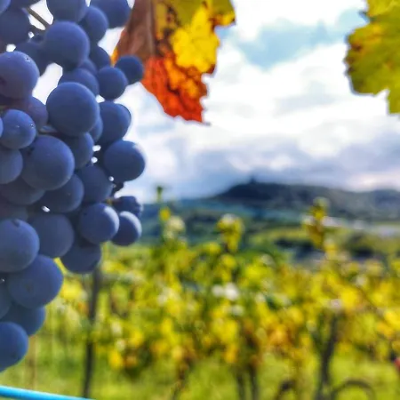 Zafír Casa de Férias Somloszolos